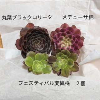 アエオニウム メデューサ錦　丸葉ブラックロリータ　フェスティバル変異株　カット苗(その他)