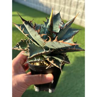 激レア最高級株！発根済み！台湾実生株③アガベ　オテロイ(その他)