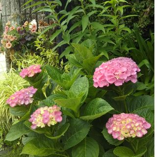 挿し穂３→５本に増量 秋色紫陽花