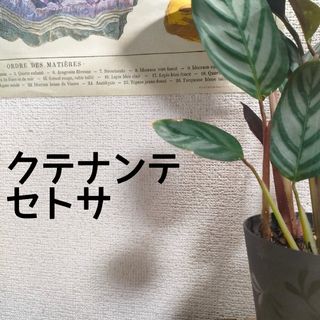 【第四種無料】クテナンテ セトサ 観葉植物 4号ポット インテリアに(その他)