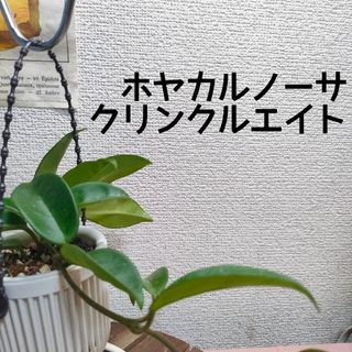 【第四種無料】ホヤ カルノーサ クリンクルエイト 観葉植物 ハンギング 吊り鉢(その他)