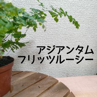 【第四種無料】アジアンタム フリッツルーシー 苗 観葉植物 インテリアに(その他)