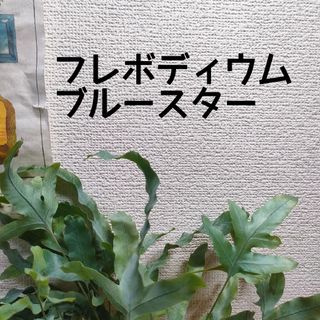 【第四種無料】フレボディウム ブルースター 苗 シダ植物 観葉植物 インテリア(その他)