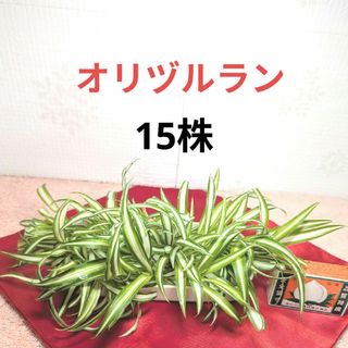 オリヅルラン オリズルラン 斑入り カット苗 15株 繁栄 恋愛運 観葉植物(その他)