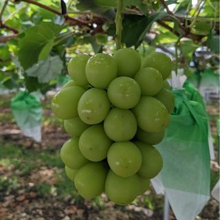 【訳ありシャインマスカット房①】ぶどう 福岡県産 シャインマスカット(フルーツ)