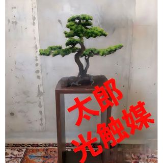 光触媒　人工観葉植物　ウォールグリーン　フェイクグリーン　盆栽bonsai(置物)