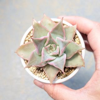 多肉植物　韓国苗　レッドマディバ　発根済み(その他)