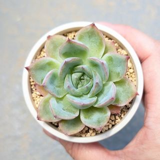 多肉植物　韓国苗　シルエット　発根済み(その他)