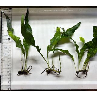 ミクロソリウムプテロプス　大型3株健康な水草 約15-22cm(アクアリウム)