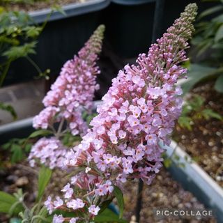 蝶を呼ぶ花 ブッドレア ピンクパールゆうパケットポスト発送