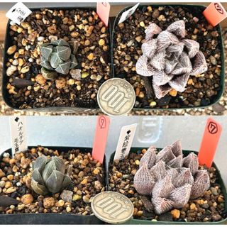 レア種‼️多肉植物 ハオルチア 玉露２品種 抜き苗セット７(その他)