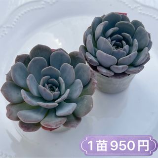 多肉植物　ラフィネ　韓国苗(その他)