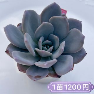 多肉植物　アイスパープル　韓国苗(その他)