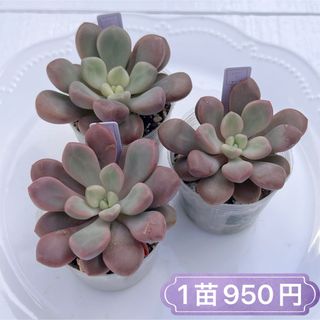 多肉植物　ポラリハート　韓国苗(その他)