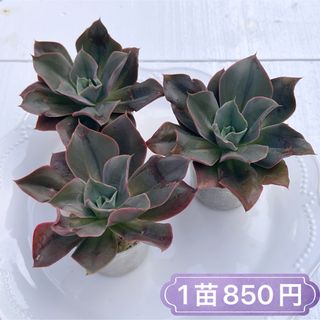 多肉植物　ミニゴサオン　韓国苗(その他)