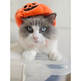 HALLOWEEN　かぼちゃ　帽子　撮影　被り物　ハロウィン