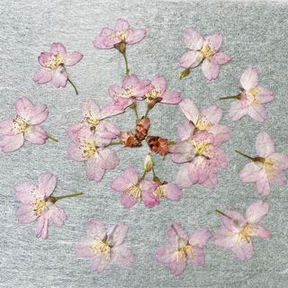 押し花　 NO.887 桜