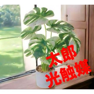 光触媒　人工観葉植物　フェイクグリーン　モンステラバリエガータ3728