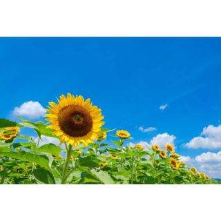 夏限定 工芸品 お土産セット⑤