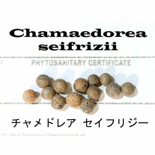 8月入荷 100粒+ チャメドレア セフリジー  種 種子 証明書 セフリジー(その他)