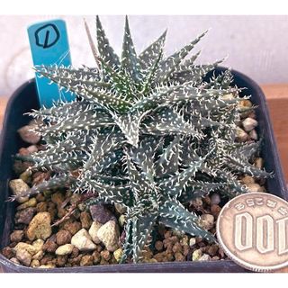 世界最小アロエ‼️多肉植物 ハオルティオイデス（交配種）抜き苗７１(その他)