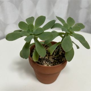 多肉植物　薄化粧　2本　抜き苗(その他)