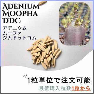 【種子】アデニウム ムーファ ダムドットコム /セット割あり数量1粒から購入OK(その他)