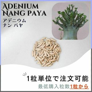 【種子】アデニウム ナン パヤ /セット割あり 数量1粒から購入OK(その他)