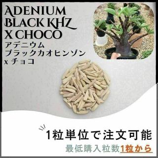 黒肌【種子】ブラックカオヒンゾンxチョコ / セット割あり数量1粒から購入OK(その他)