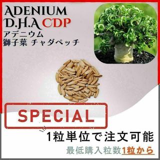 【種子】アデニウム 獅子葉 CDP /セット割あり 数量1粒から購入OK(その他)