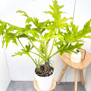 フィロデンドロン　セローム　ゴールドリーフ　2【現品】☆希少☆ 観葉植物　室内(その他)