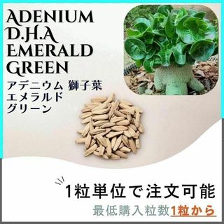 【種子】アデニウム 獅子葉 EG /セット割あり数量1粒から購入OK(その他)