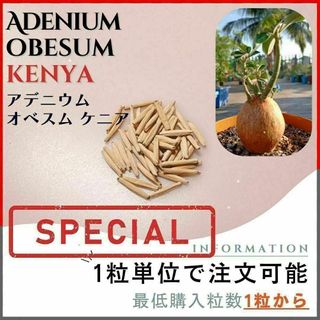 【種子】アデニウム オベスム ケニア / セット割あり 数量1粒から購入OK(その他)