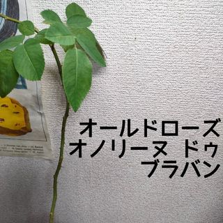 【第四種無料】オールドローズ オノリーヌ・ドゥ・ブラバン 苗 ガーデニング(その他)