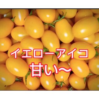 ミニトマトイエローアイコ　良品　箱込み1kg 無農薬栽培(野菜)