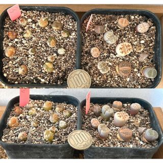 人気‼️多肉植物 コノフィツム マウガニー他実生苗 抜き苗セット２５(その他)