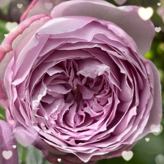【バラ挿木苗】 藤色 青薔薇 きらめく庭の宝石 バラ 苗 ①(その他)