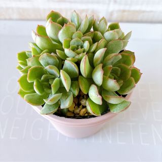 多肉植物 ドリームローズ 群生