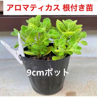 G12☆香りの良い☆アロマティカス☆根付き苗☆(プランター)