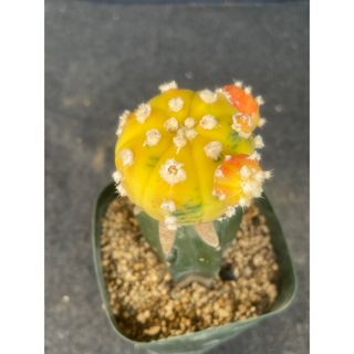 サボテン　瑠璃兜錦　接木苗(その他)