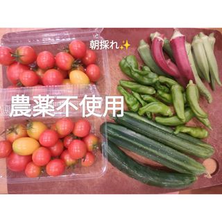 農薬不使用　朝採れお野菜詰め合わせセット　デコきゅうり　ミニトマト　オクラ(野菜)