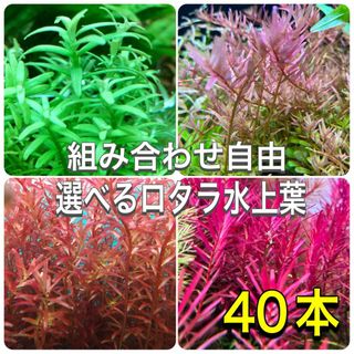 選べるロタラ水上葉　40本(アクアリウム)