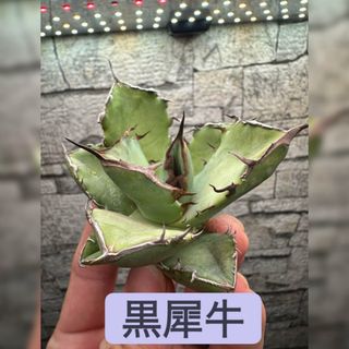 アガベ_黒犀牛_クロサイ_大株_サマーセール価格
