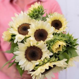 【お花の種】ひまわり☆向日葵 プロカットホワイトナイト 種子 約10粒！切花(プランター)