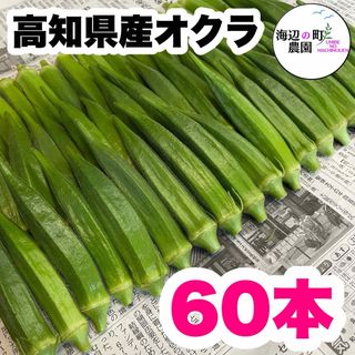夏野菜【高知県産オクラ】A品＆B品 60本 おくら 野菜 産地直送！M(野菜)