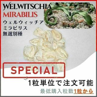 【種子】ウェルウィッチア ミラビリス 無選別種/ セット割有 数量1粒から購入可(その他)