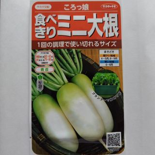 野菜の種　ミニ大根ころっ娘５０粒(その他)