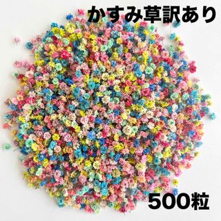 かすみ草　ドライフラワー　訳あり　500粒