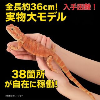 いきもの大図鑑 プレミアム　フトアゴヒゲトカゲ　レッド 激レア　爬虫類　フトアゴ(プラモデル)