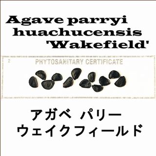 6月入荷 10粒+ パリー ホーチエンシス ウェイクフィールド 種子 種 証明書